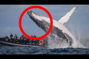 8 Scariest Whale Encounters That Will Terrify You!