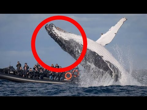 8 Scariest Whale Encounters That Will Terrify You!