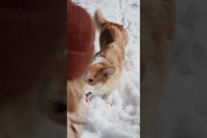 A Dog Playing In the Snow ! So Cute!!! #youtube #animals #dogs
