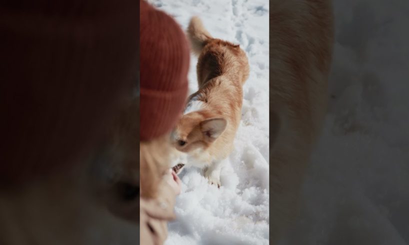 A Dog Playing In the Snow ! So Cute!!! #youtube #animals #dogs