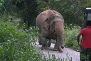 A Rescue Mission by a wildlife team: Humanity at its best, showing what humans can do