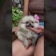 AWW🤗💖 So Cute and Cutest Puppy💖💖💖💖🤗🤗🤗, ADORABLE and Heart warming puppies💖💖💖🤗🤗🤗💖, dog, dogs, #Shorts