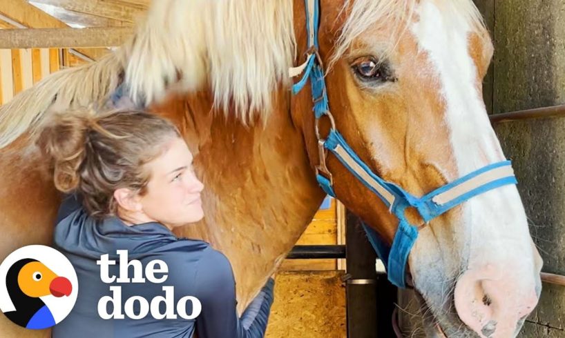 Abandoned Work Horse Has The Happiest Reaction To Getting His Hooves Trimmed | The Dodo Heroes