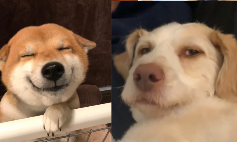 Adorable Puppies Compilation - Most Cutest Puppies