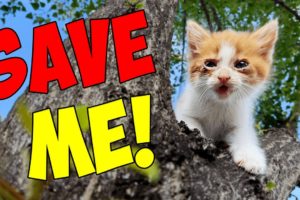 Amazing Rescue of the Smallest Kitten in the World: Watch Until The End