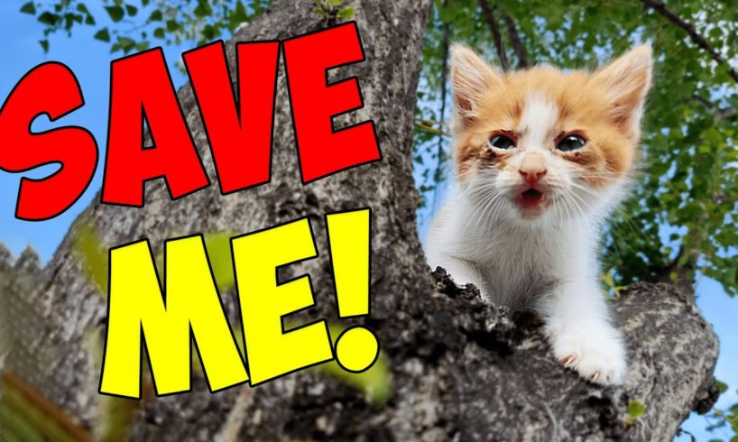 Amazing Rescue of the Smallest Kitten in the World: Watch Until The End