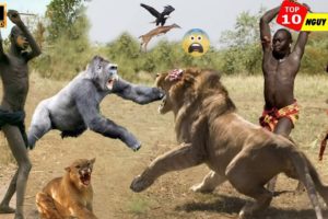 Amazing Wild Animals Attacks - Wild Animal Fights Caught On Camera - Wild Animals Ultimate Fights