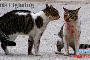 Angry Cat - Street Fighting Cats   | Mitsos Moutsos