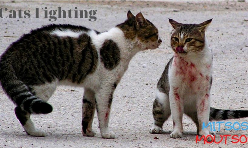 Angry Cat - Street Fighting Cats   | Mitsos Moutsos