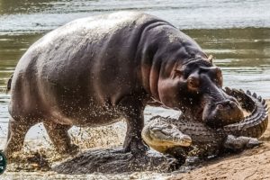 Angry Hippo Knocks Down Crocodile To Protect Calf - Wild Animal Life