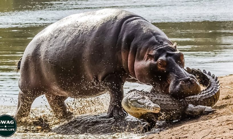 Angry Hippo Knocks Down Crocodile To Protect Calf - Wild Animal Life