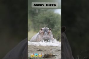 Angry Hippo attack 😱🤯 #shorts #youtubeshorts #animal