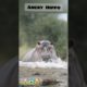 Angry Hippo attack 😱🤯 #shorts #youtubeshorts #animal
