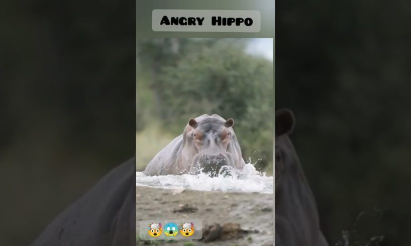 Angry Hippo attack 😱🤯 #shorts #youtubeshorts #animal