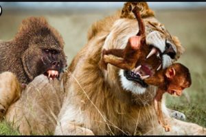 Angry Mother Baboon Attacks Lion King To Avenge Her Newborn Baby || Wild Animal Attack