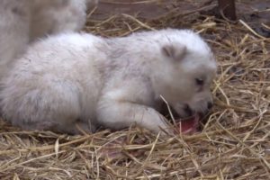 Animal Rescue Team Preparing to Shut Down 10th Dog Meat Farm
