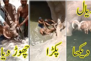 Animal Rescue Video | Local People Rescue a Huge Trophy Urial in Balochistan Pakistan