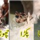 Animal Rescue Video | Local People Rescue a Huge Trophy Urial in Balochistan Pakistan