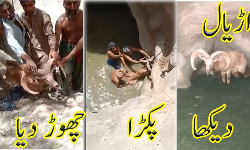 Animal Rescue Video | Local People Rescue a Huge Trophy Urial in Balochistan Pakistan