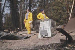 Animal rescue crew searches for, feeds animals left behind during wildfire evacuations