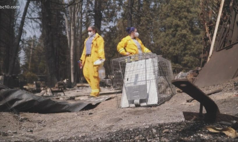 Animal rescue crew searches for, feeds animals left behind during wildfire evacuations