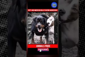 Animals Pride - Rottweiler Dog And American Bully XXL Playing Aggressively | #shorts #youtubeshorts