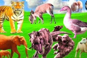 Animals playing: Elephant, Dog, Sheep, Duck - Animals video part 13
