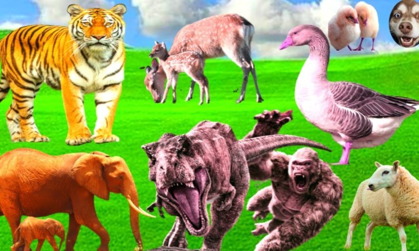 Animals playing: Elephant, Dog, Sheep, Duck - Animals video part 13