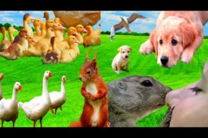 Animals playing: dog, duck, birds, horse - animal sound part 14