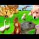 Animals playing: dog, duck, birds, horse - animal sound part 14