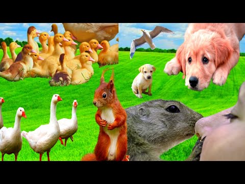Animals playing: dog, duck, birds, horse - animal sound part 14