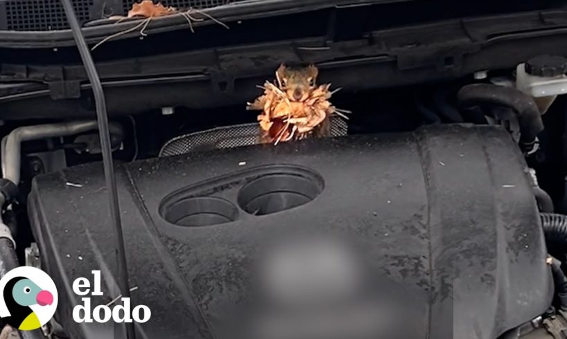 Ardilla se siente como en casa en el carro de una mujer | El Dodo