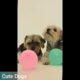 Aww..Cute Dogs & Cutest puppies viedos #2022