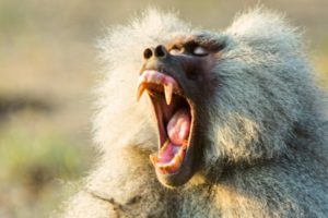 Baboon Troops Clash Over Territory | Life | BBC Earth