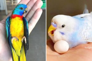 Baby Animals 🔴 Funny Parrots and Cute Birds Compilation (2022) Loros Adorables Recopilación #13