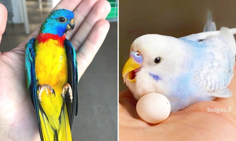 Baby Animals 🔴 Funny Parrots and Cute Birds Compilation (2022) Loros Adorables Recopilación #13