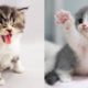 Baby Cats - Cute and Funny Cat Videos Compilation #16 | Aww Animals