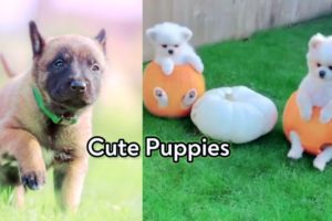 Baby Dog's | Cute Puppies | Cutest Dogs Videos | Voice Fire