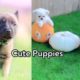 Baby Dog's | Cute Puppies | Cutest Dogs Videos | Voice Fire