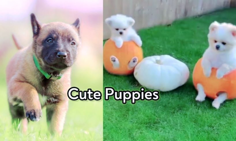 Baby Dog's | Cute Puppies | Cutest Dogs Videos | Voice Fire