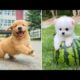 Baby Dogs 🔴 Cute and Funny Dog Videos Compilation #1 | 30 Minutes of Funny Puppy Videos 2021