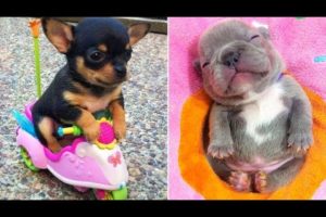 Baby Dogs 🔴 Cute and Funny Dog Videos Compilation #2 | 30 Minutes of Funny Puppy Videos 2021