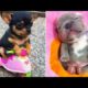 Baby Dogs 🔴 Cute and Funny Dog Videos Compilation #2 | 30 Minutes of Funny Puppy Videos 2021