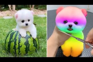 Baby Dogs 🔴 Cute and Funny Dog Videos Compilation #21 | 30 Minutes of Funny Puppy Videos 2022