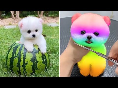 Baby Dogs 🔴 Cute and Funny Dog Videos Compilation #21 | 30 Minutes of Funny Puppy Videos 2022