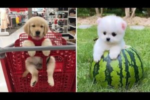 Baby Dogs 🔴 Cute and Funny Dog Videos Compilation #6 | 30 Minutes of Funny Puppy Videos 2022