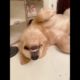 Baby Dogs 🔴 Cute and Funny Dog Videos | Funny Puppy | Funniest & Cutest Puppies - Funny Puppy Videos