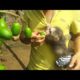 Baby Monkey Doo / Play The Neighbor's House - Funny Animals