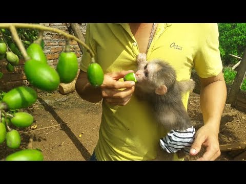 Baby Monkey Doo / Play The Neighbor's House - Funny Animals