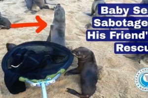 Baby Seal Sabotages His Friend's Rescue